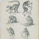 Antique engraving of primates xix