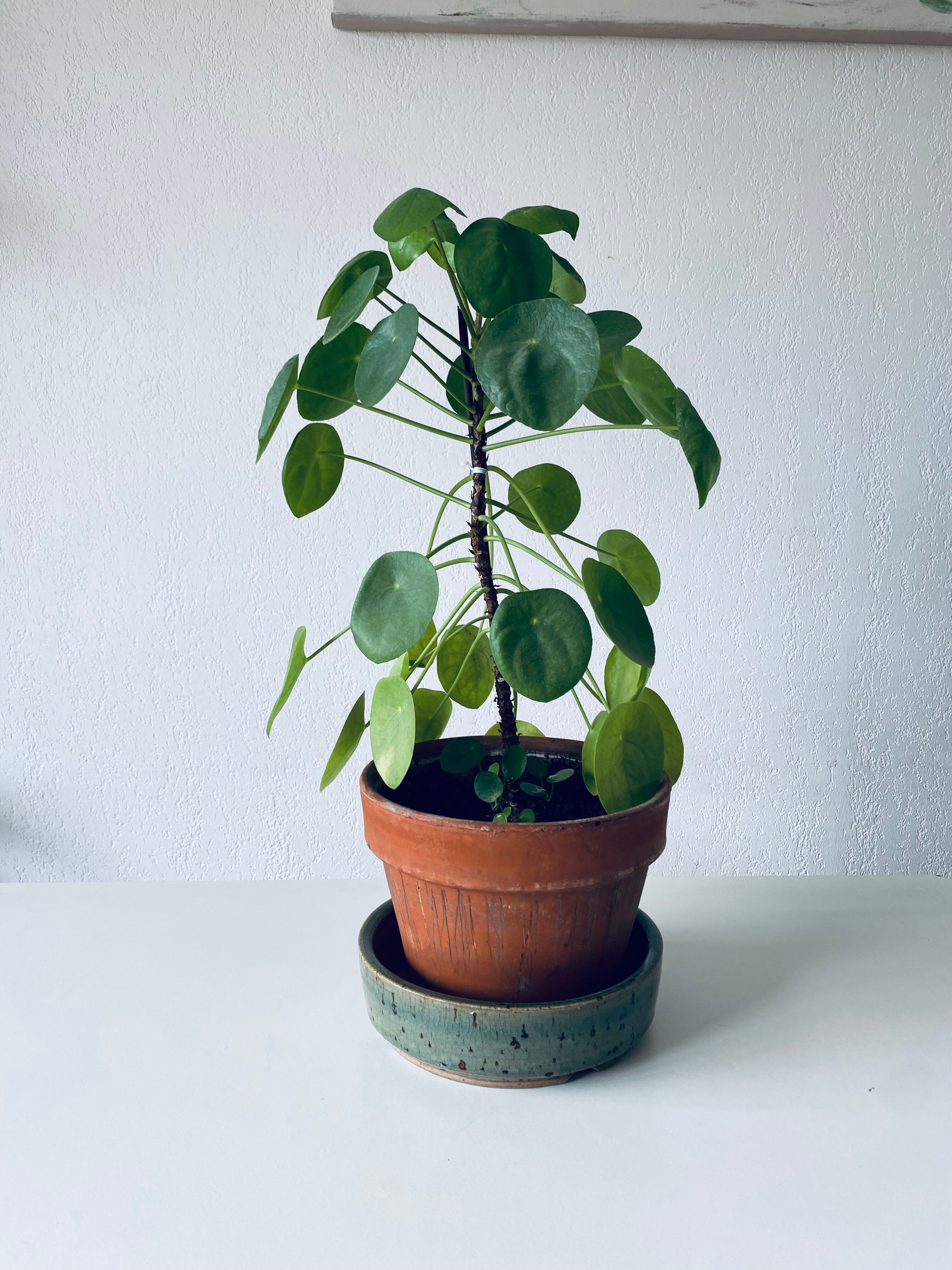 Pierced glazed stoneware cup