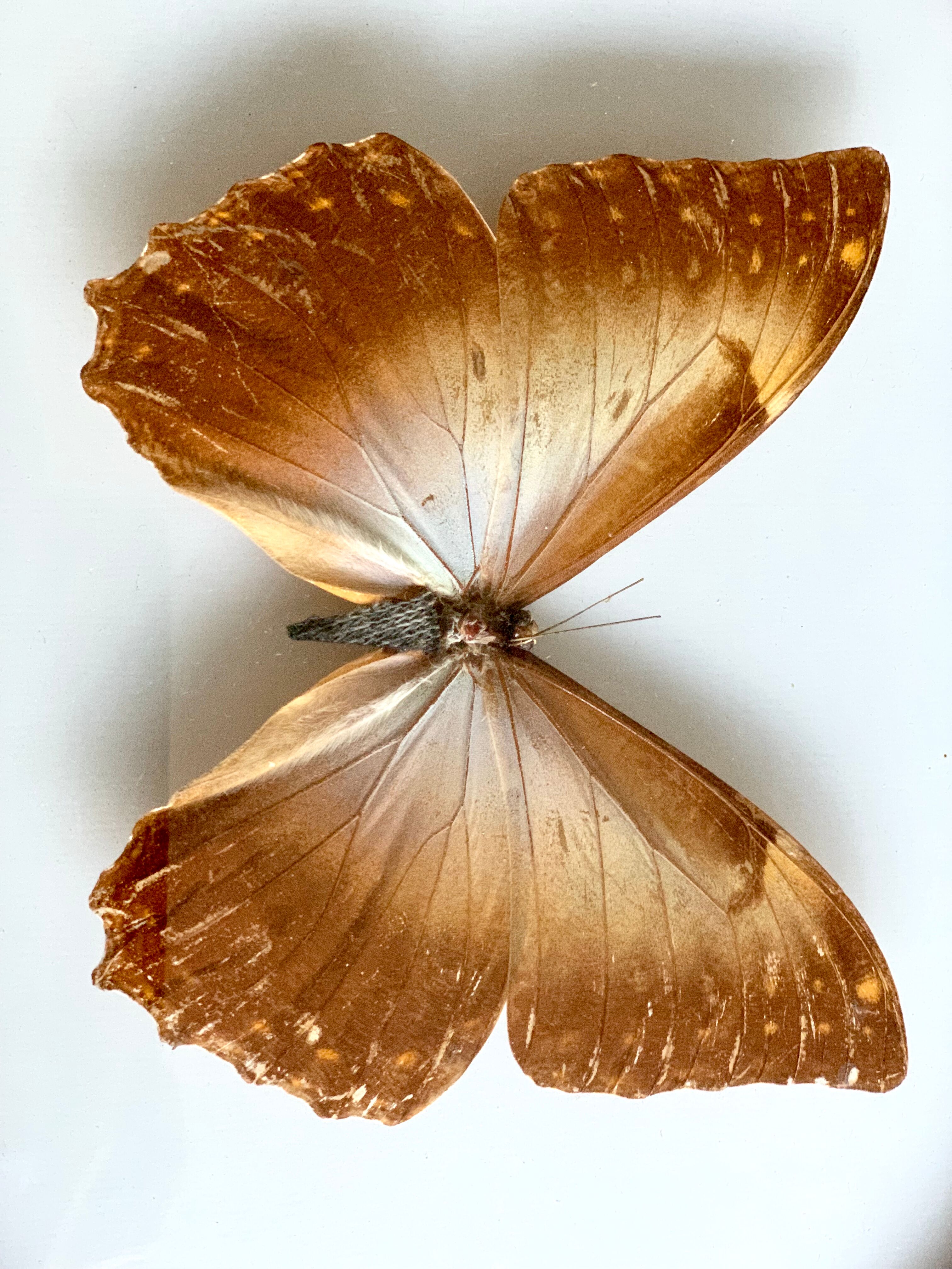 Naturalized Butterfly frame