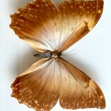 Naturalized Butterfly frame