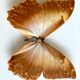 Naturalized Butterfly frame