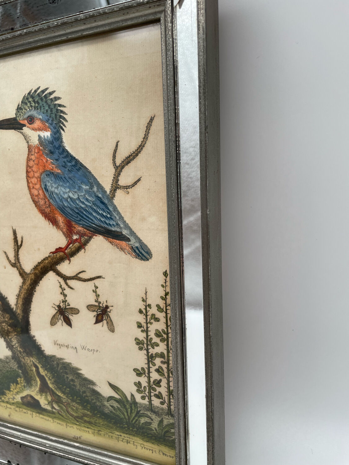 Antique engraving of bird naturalist, by Georges Edwards.