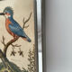 Antique engraving of bird naturalist, by Georges Edwards.