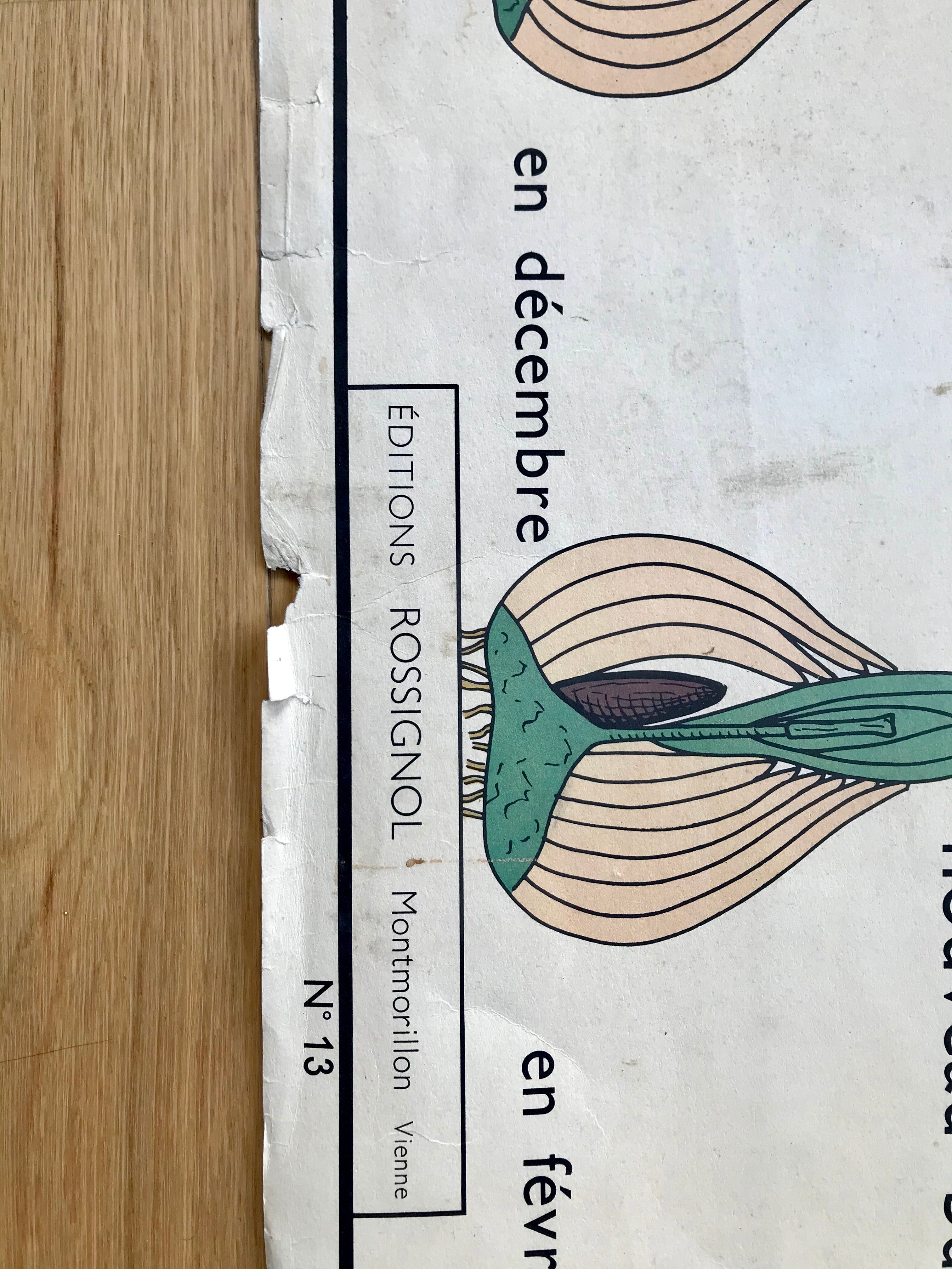 Rossignol pedagogical poster