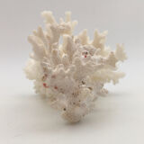 Old branch of white natural coral / 1970s