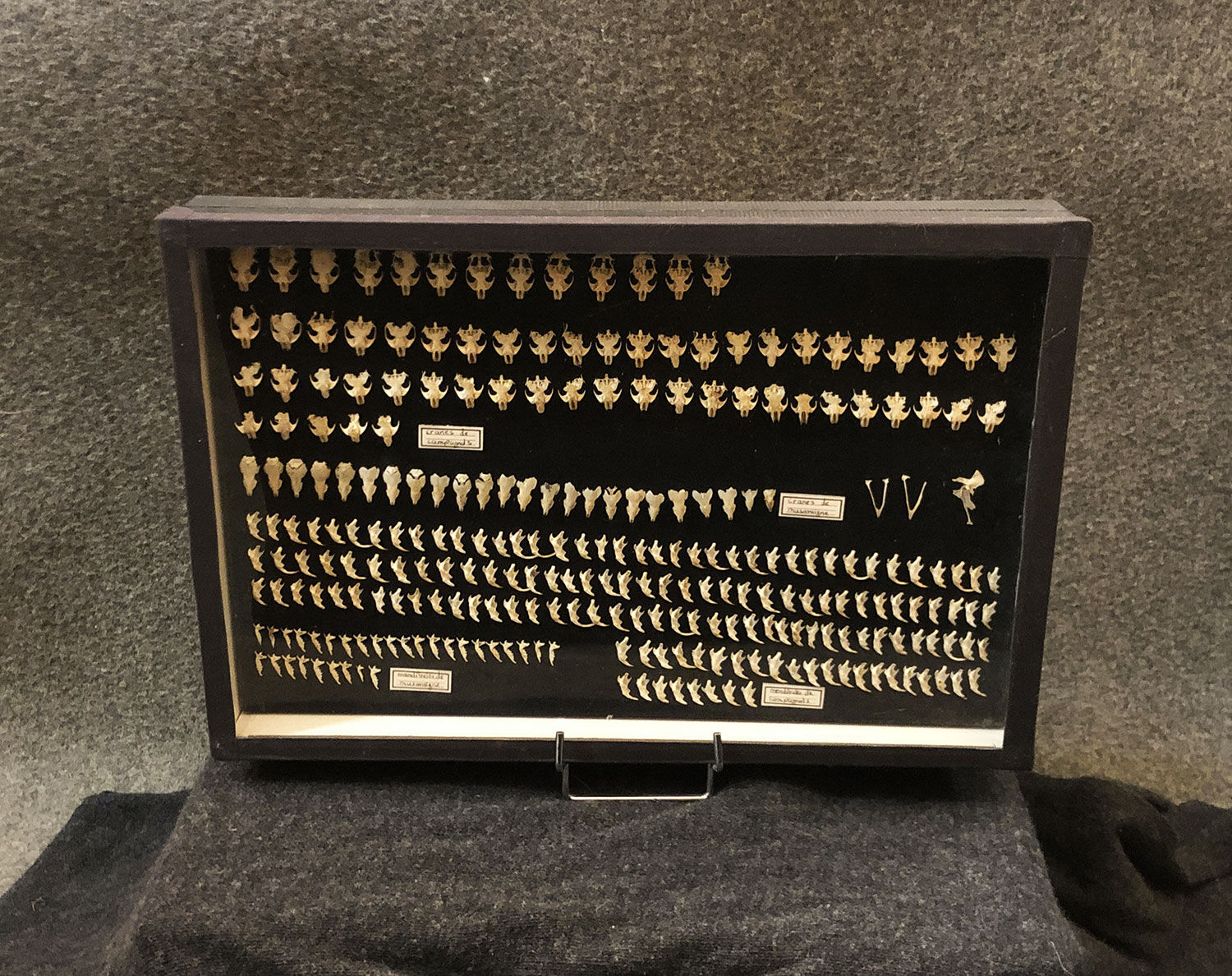 Vitrine naturaliste crânes de campagnols et musaraignes, XXe siècle