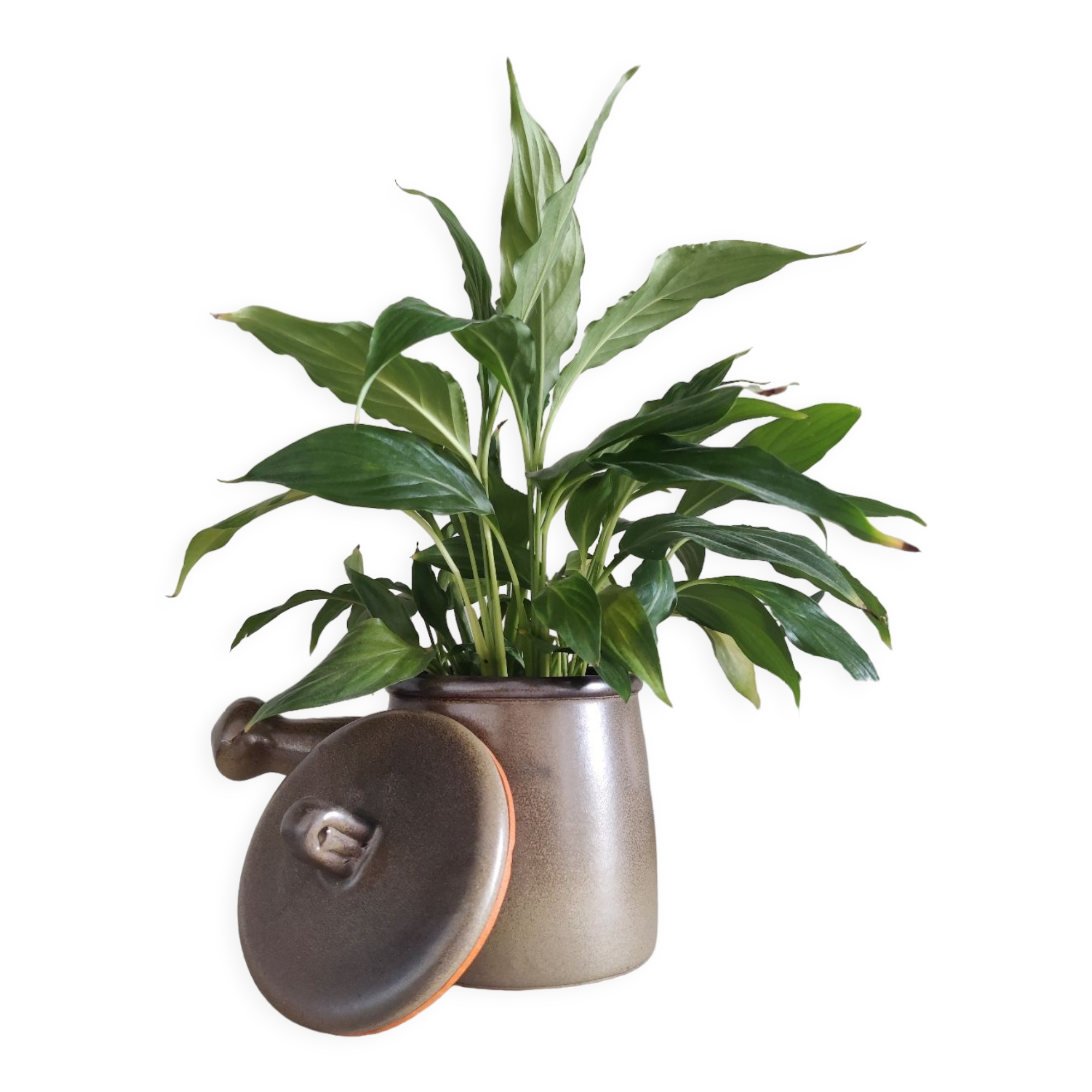 Pot