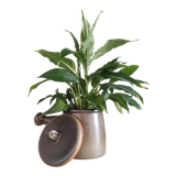 Pot