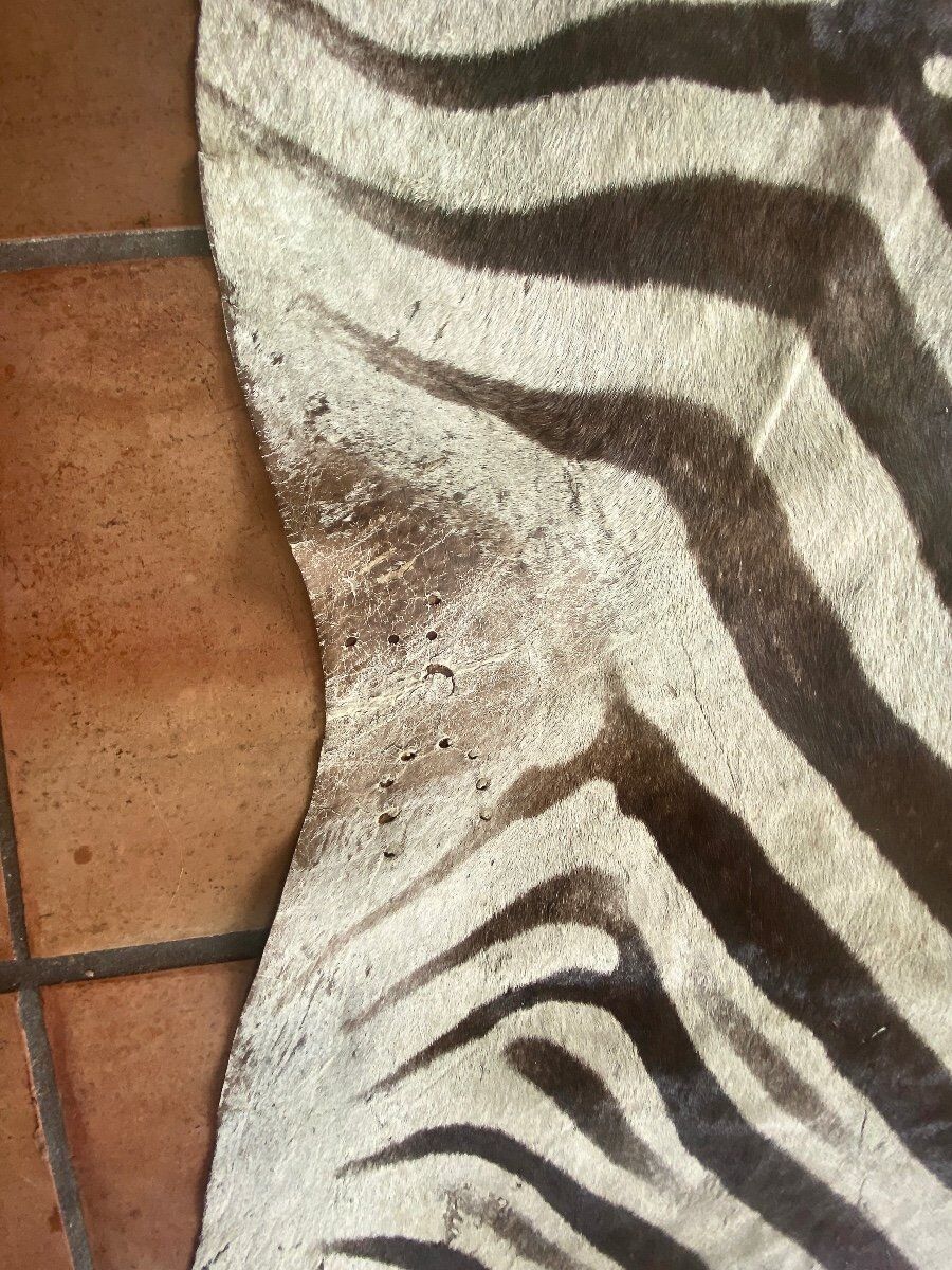 Real zebra skin