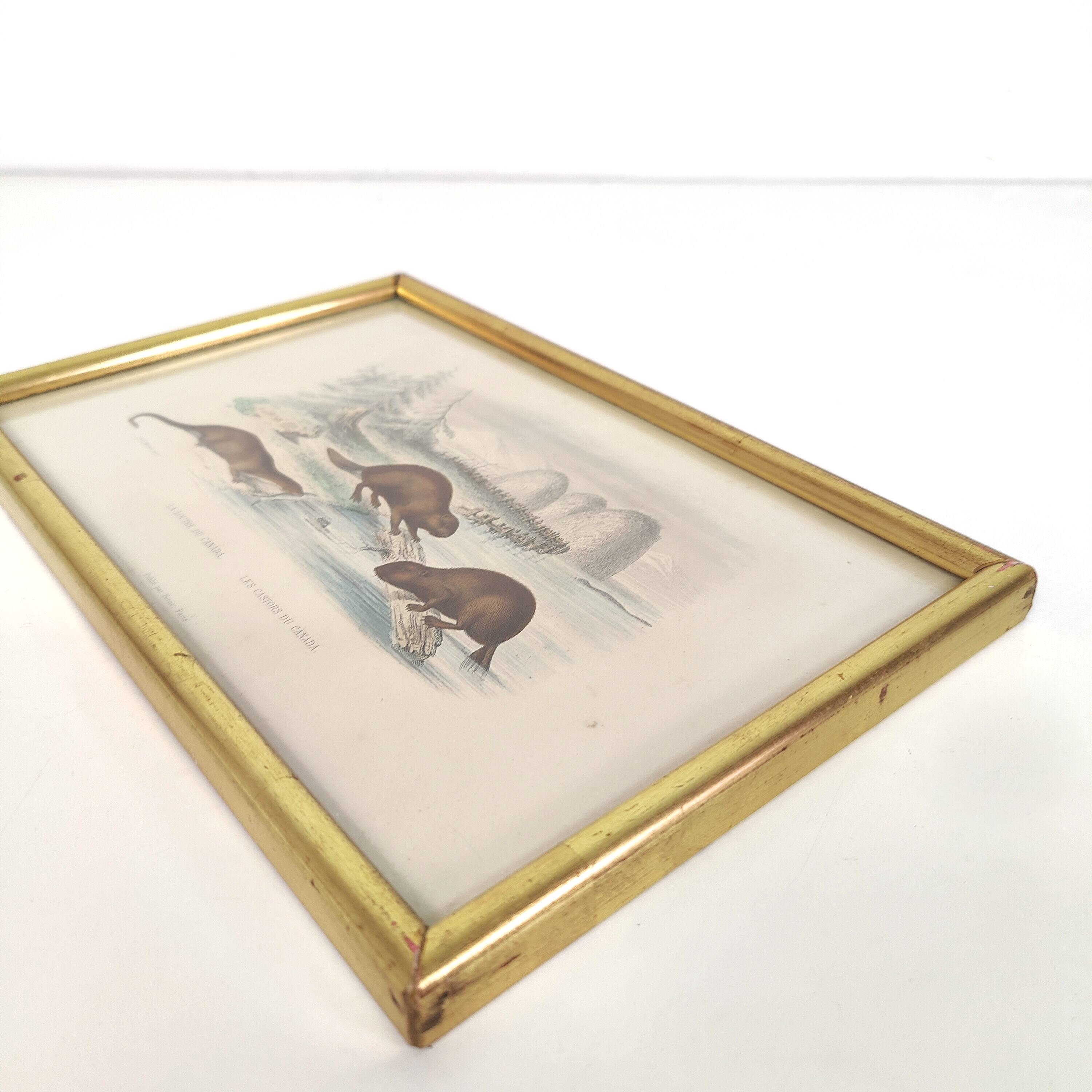 Zoological board engraving Buffon otter and beaver from Canada gilded wood frame