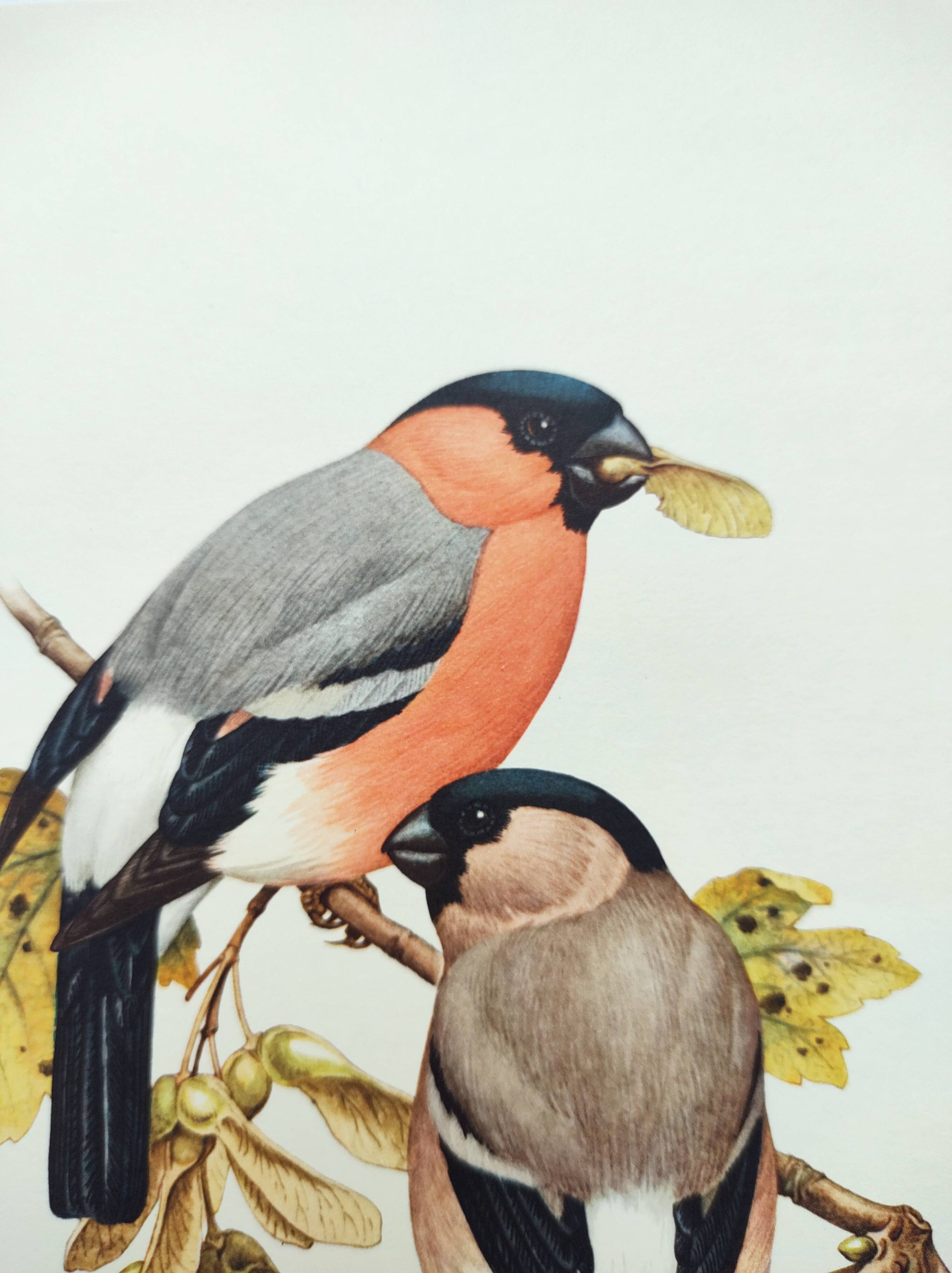 Old bird plate from the 1960s - Bullfinch - Nature and ornithology illustration
