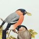 Old bird plate from the 1960s - Bullfinch - Nature and ornithology illustration