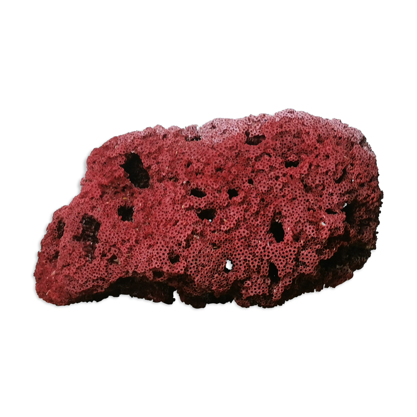 Red coral