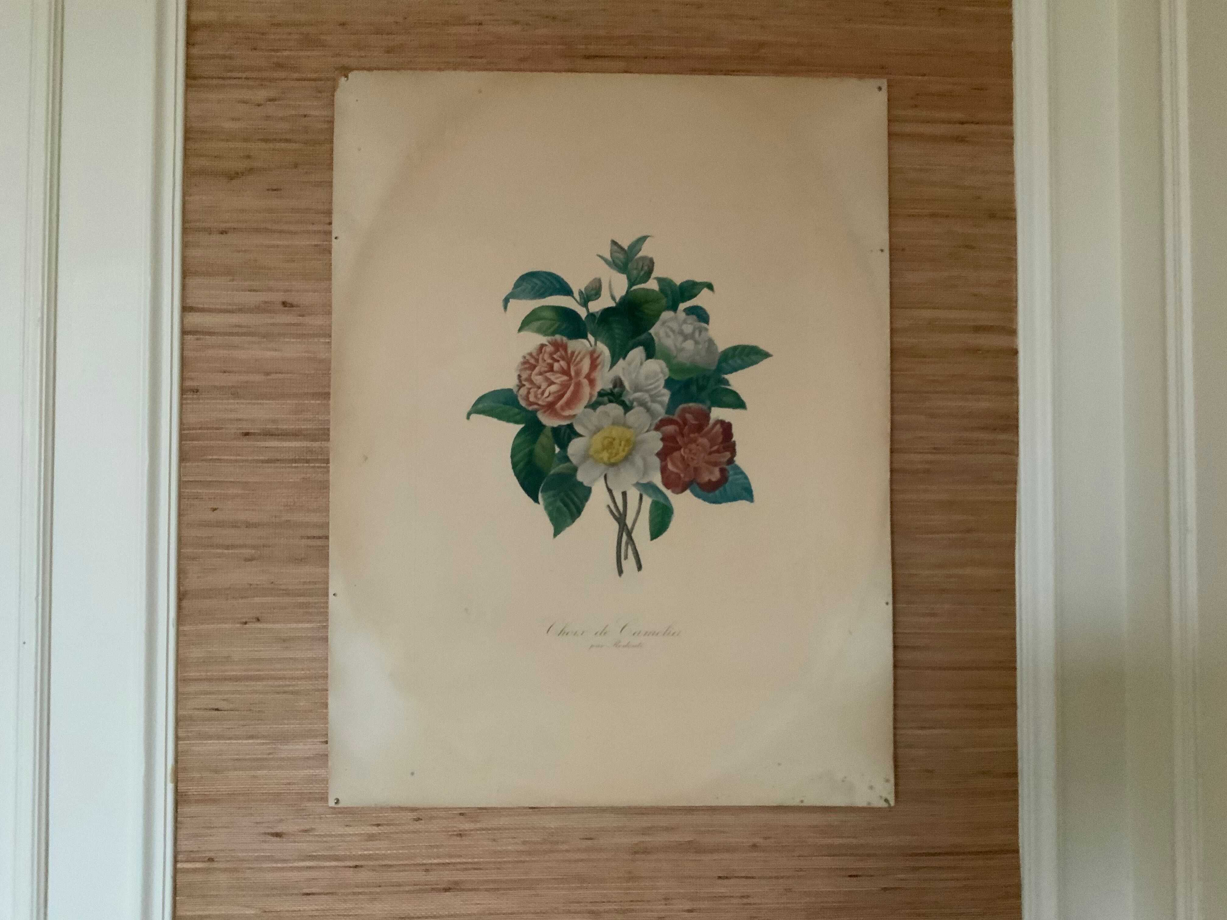 Pair of plates or botanical engravings XVIII