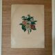 Pair of plates or botanical engravings XVIII