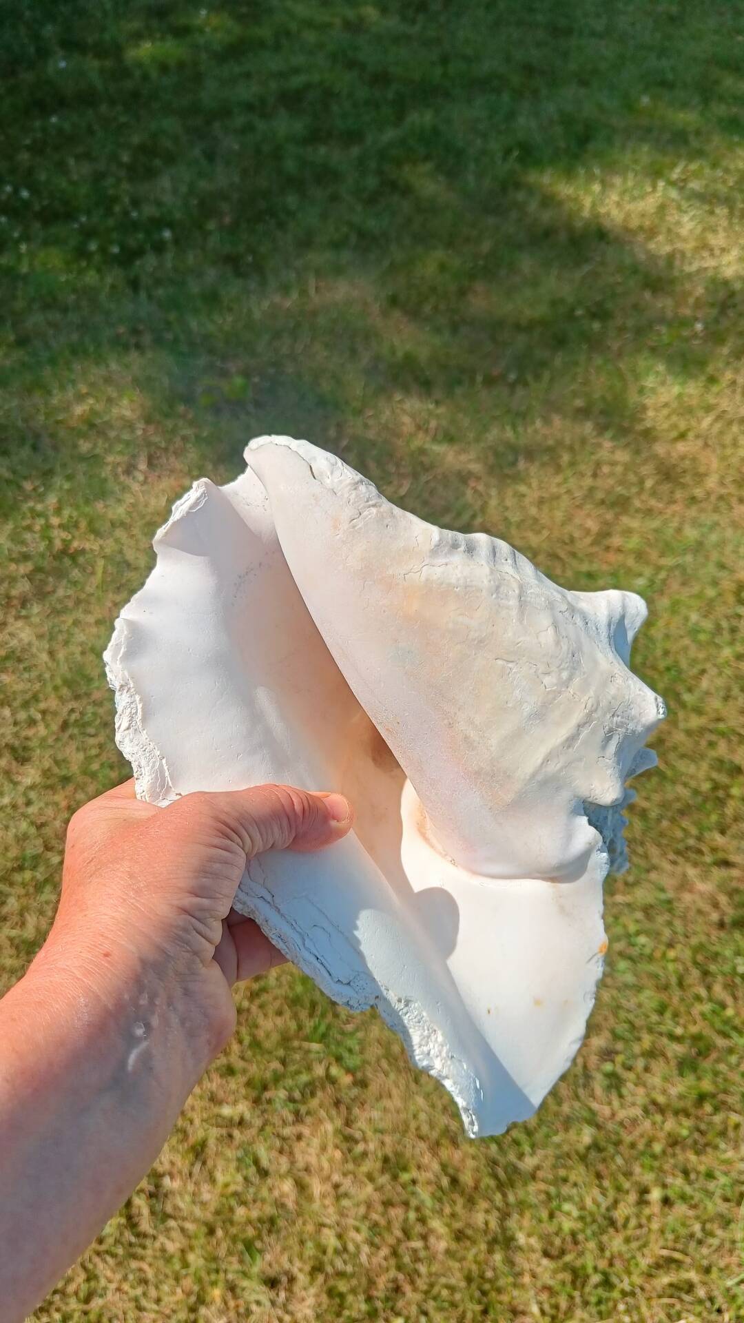 Conque marine blanche légèrement rosée