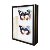Butterfly frame
