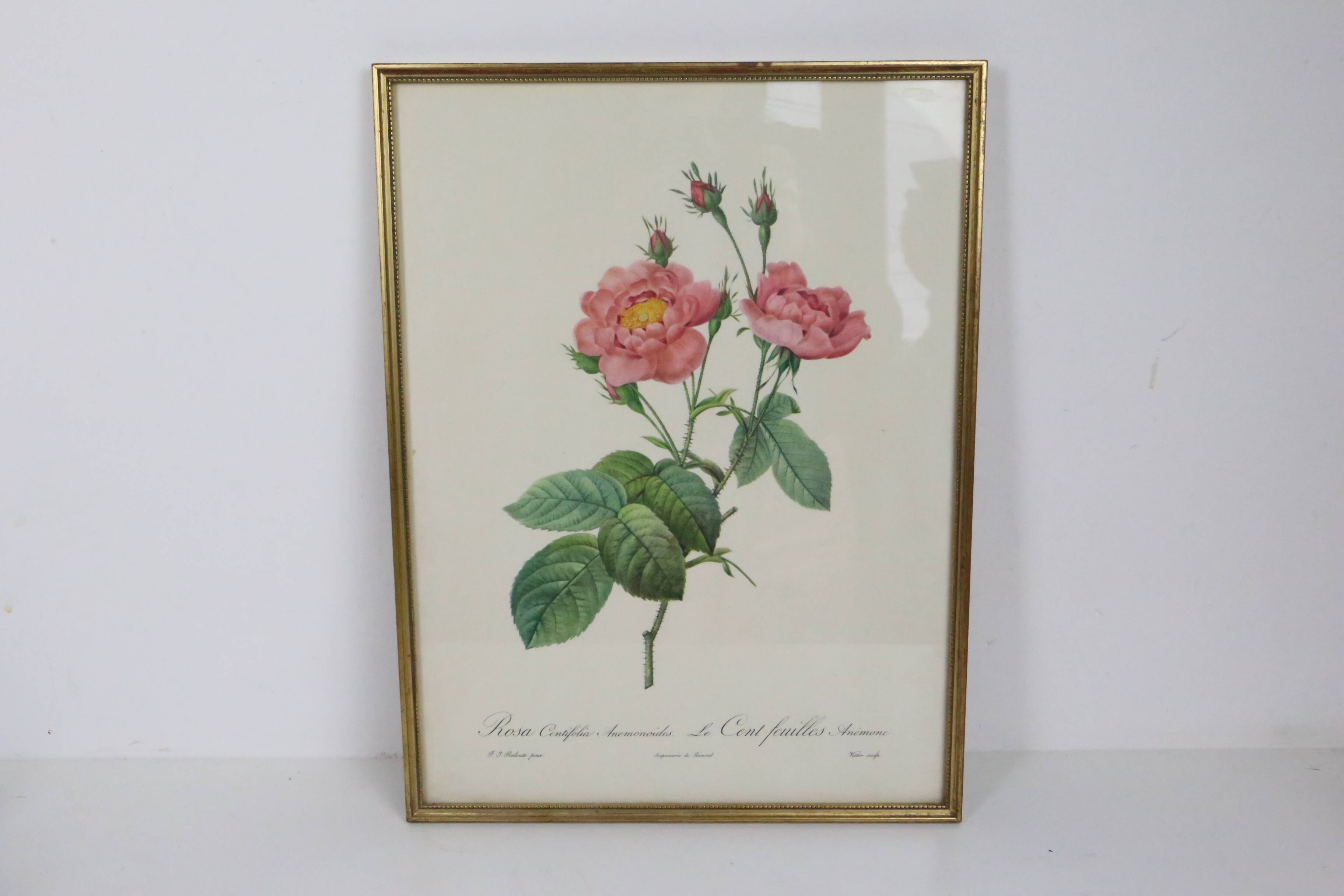 Great Redouté Lithograph