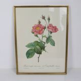 Great Redouté Lithograph