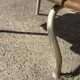 Renovated antique desk with inkwell