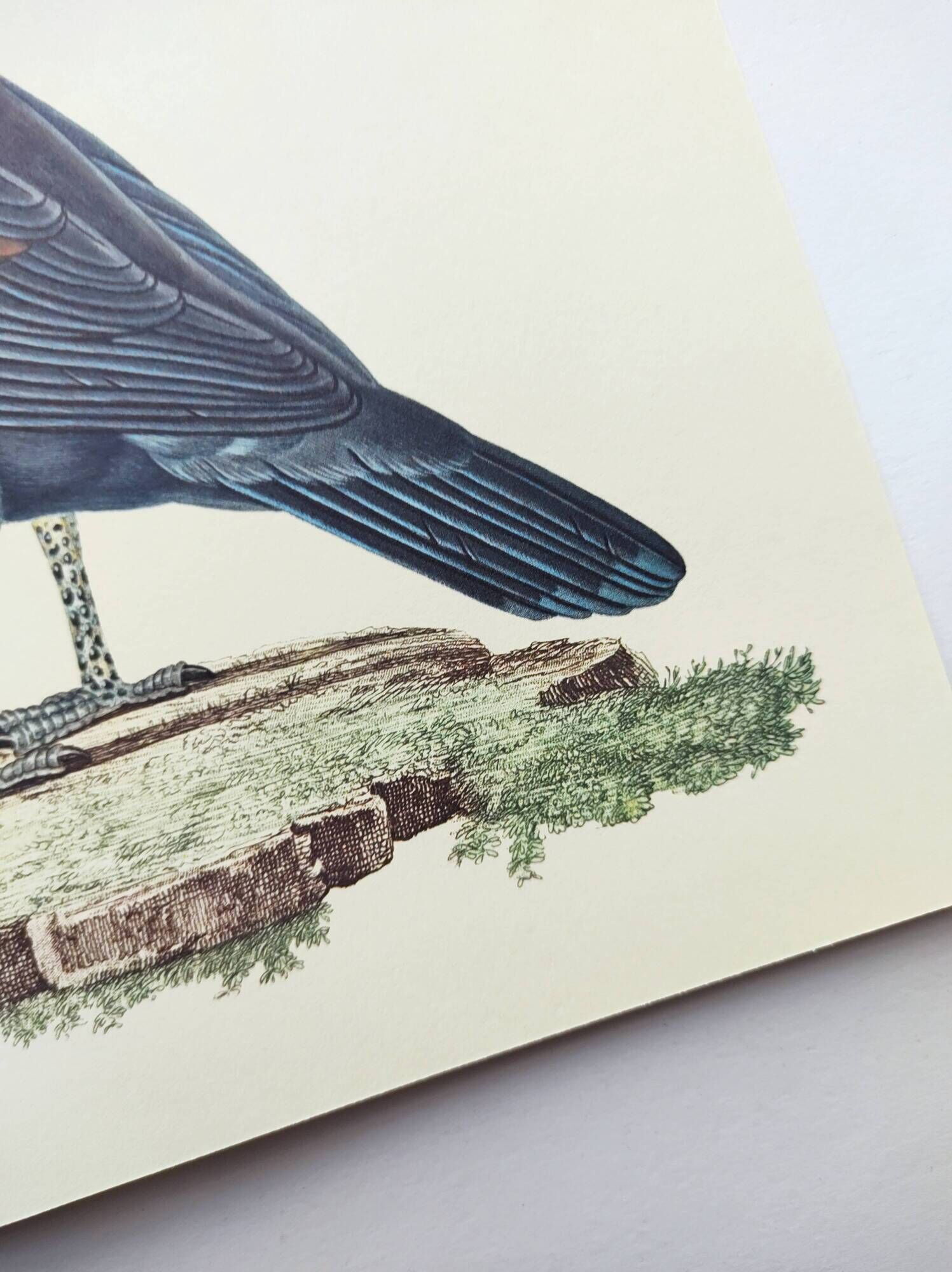 Old plate - Crowned Goura - Vintage zoological and ornithological illustration from 1970 - Bird