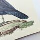 Old plate - Crowned Goura - Vintage zoological and ornithological illustration from 1970 - Bird