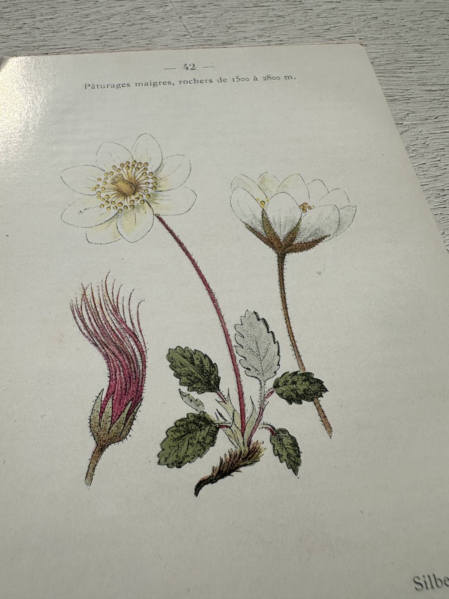 Botanical Plate 1800 Old Naturalist Engraving 19th Century Double-Sided