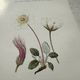 Botanical Plate 1800 Old Naturalist Engraving 19th Century Double-Sided