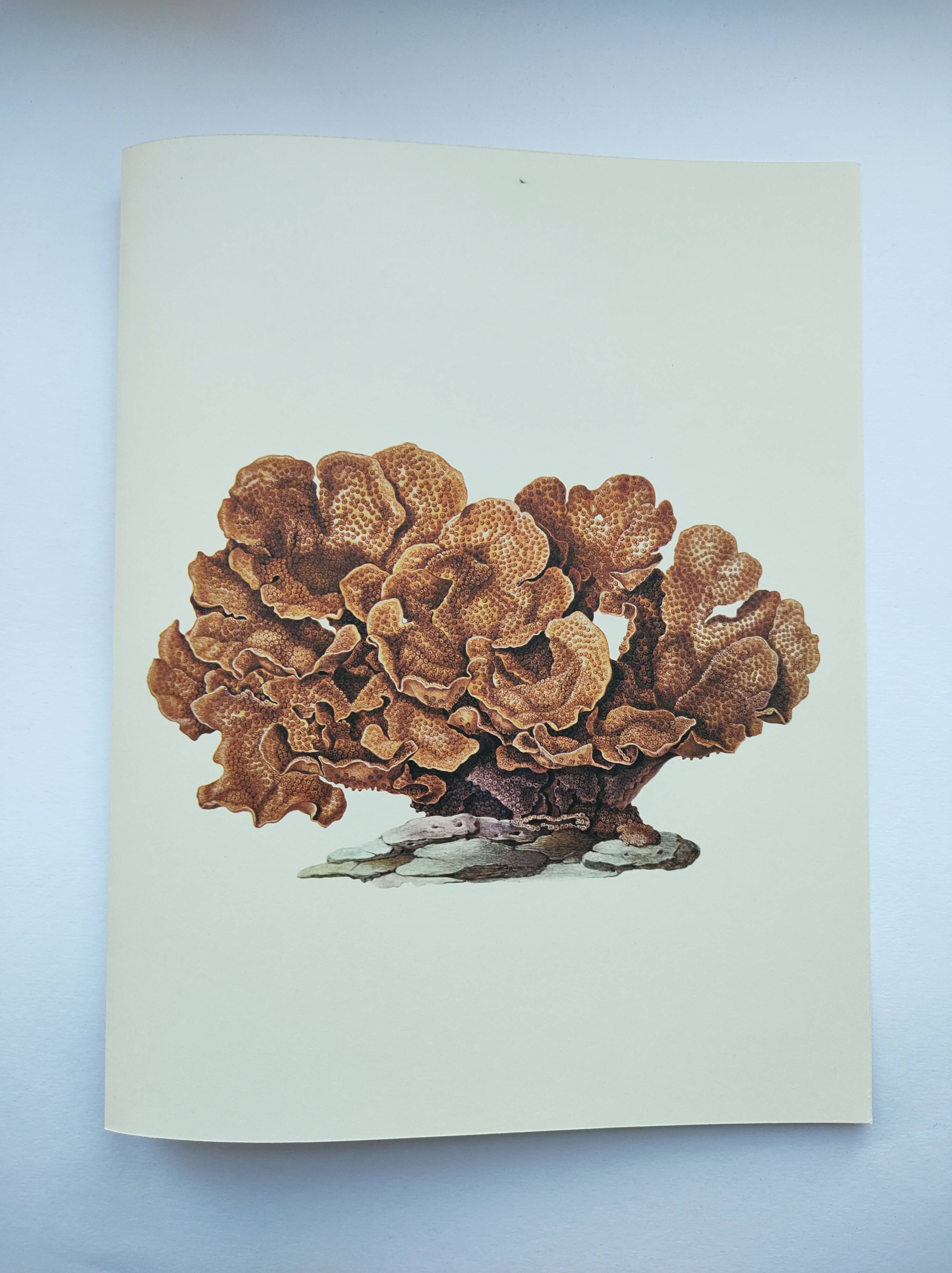 Old board -Échinopore- Vintage illustration from 1970 - Ocean coral