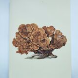 Planche ancienne -Échinopore- Illustration  vintage de 1970 - corail d' Océan