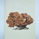 Old board -Échinopore- Vintage illustration from 1970 - Ocean coral