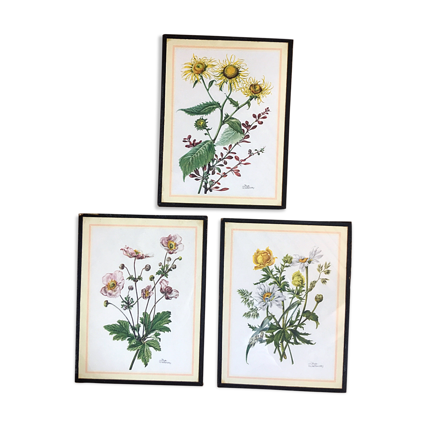 Set of three illustrations of vintage flowers under glass, 1960/1970s