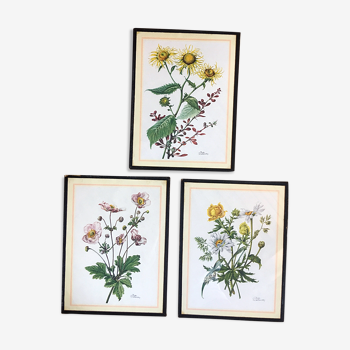 Ensemble de trois illustrations de fleurs vintage sous verre, 1960