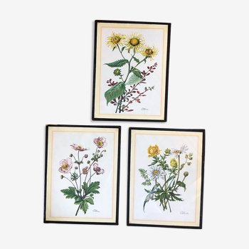 Set of three illustrations of vintage flowers under glass, 1960/1970s