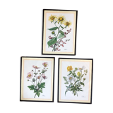 Set of three illustrations of vintage flowers under glass, 1960/1970s