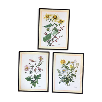 Set of three illustrations of vintage flowers under glass, 1960/1970s