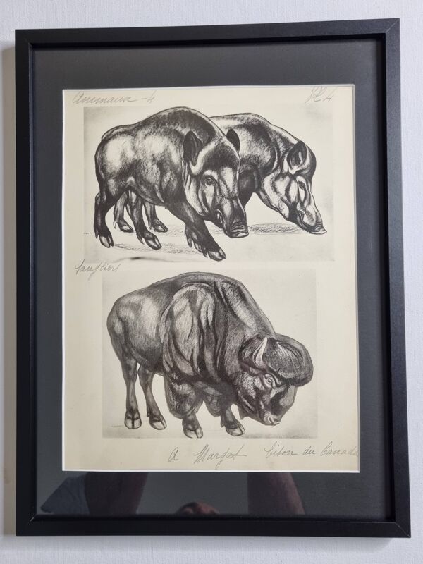 Planche illustrée, Études de Sangliers et Bison, Signée André Margat, 1930