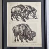 Illustrated plate, Studies of Wild Boars and Bison, Signed André Margat, 1930