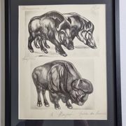 Illustrated plate, Studies of Wild Boars and Bison, Signed André Margat, 1930