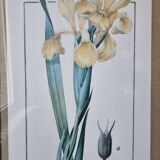 Iris botanical board