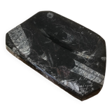 Orthoceras soap dish