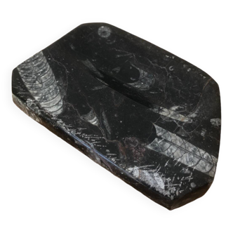 Orthoceras soap dish