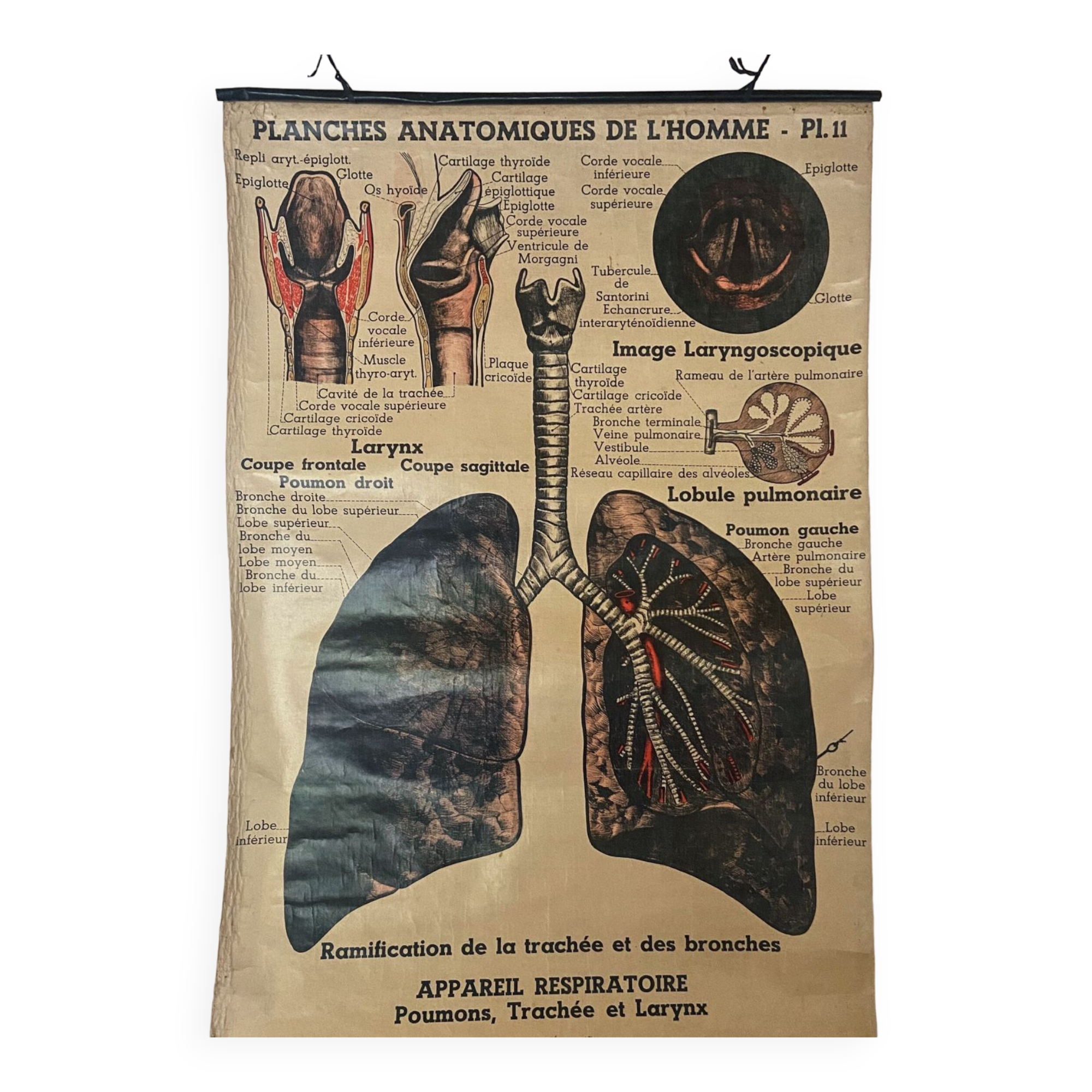Anatomical chart of the respiratory system 1930s