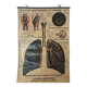 Anatomical chart of the respiratory system 1930s