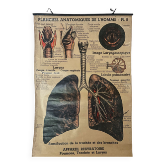 Anatomical chart of the respiratory system 1930s