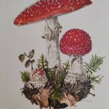 Mushroom botanical boards