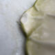 Salad bowl Vintage chicory