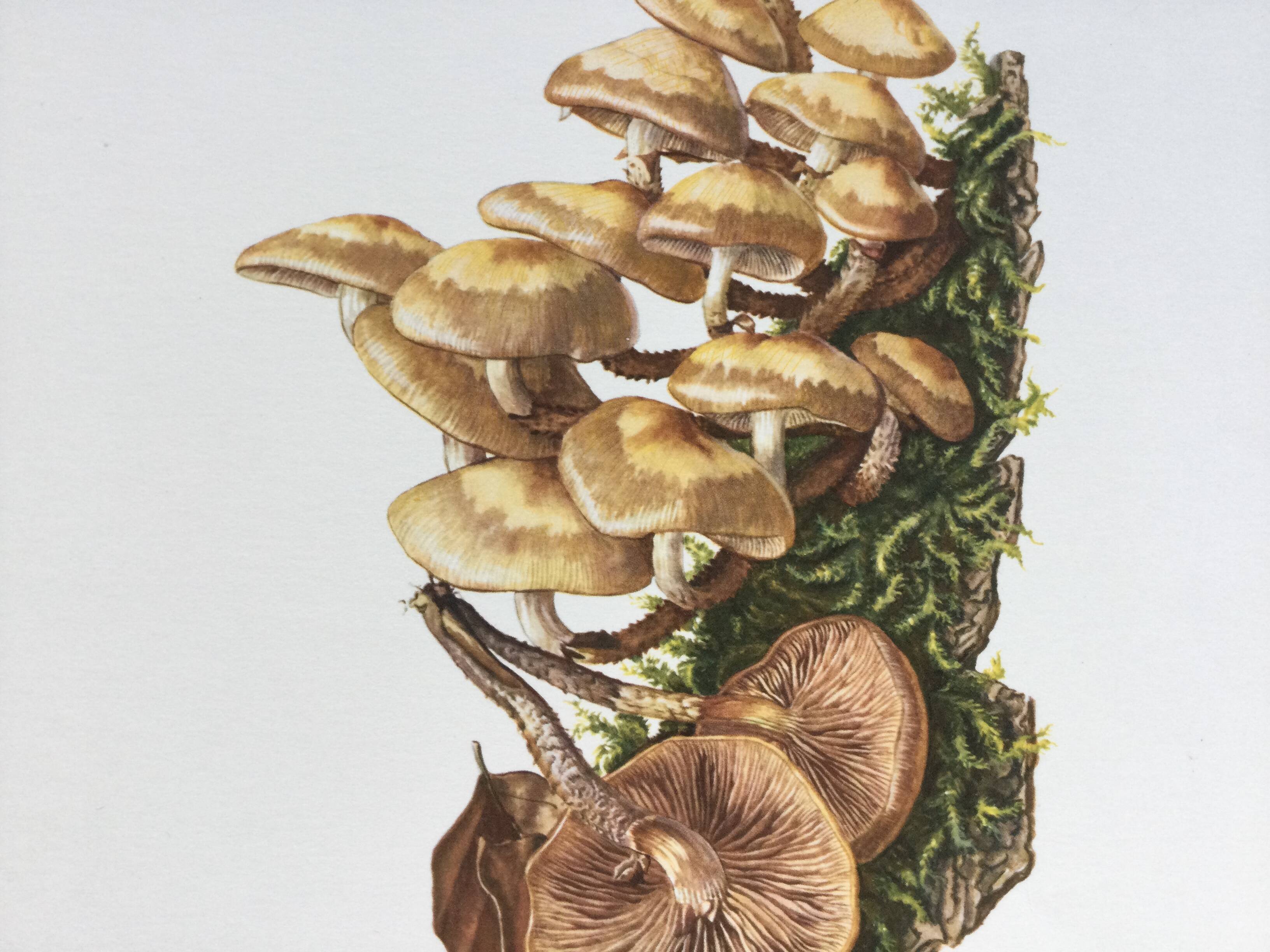 Botanical Illustration Mushrooms Pholiotidae Vintage Print 60s