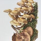 Botanical Illustration Mushrooms Pholiotidae Vintage Print 60s
