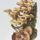 Botanical Illustration Mushrooms Pholiotidae Vintage Print 60s